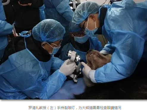 科技日报等数十家国内主流新闻媒体报道成都易游体育罗清礼教授为大熊猫看眼病2.png 科技日报等数十家国内主流新闻媒体报道成都易游体育罗清礼教授为大熊猫看眼病2.png